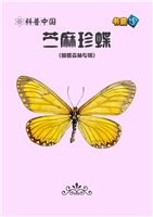 苎麻珍蝶
