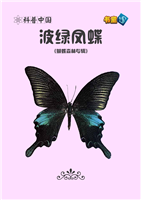 波绿凤蝶