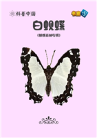 白蚬蝶