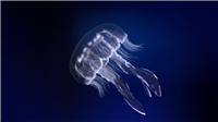 海月水母