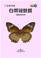 白带锯蛱蝶