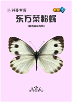 东方菜粉蝶