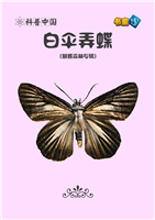 白伞弄蝶