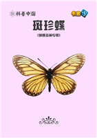 斑珍蝶